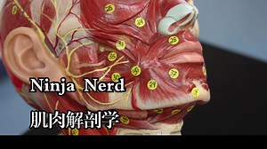 Ninja Nerd《解剖学：肌肉|Muscle Anatomy》中英字幕（deepseek-R1