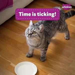 1.7K reactions · 14 shares | ‍⬛ Tick, tock… it’s Purr O’ Clock. It isn’t easy being a cat, you know. Sometimes you have to remind your human it’s time to bring on the Whiskas. Felines of Facebook, tell us how YOU make it known that time waits for no cat  #PurrOclock #Purrmore #Whiskas | Whiskas South Africa | Facebook