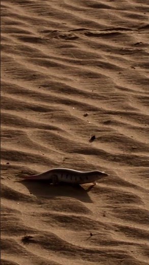 Pourquoi le scinque des sables se dandine à travers le désert 🐾🏜️ #FauneSauvage #Reptiles