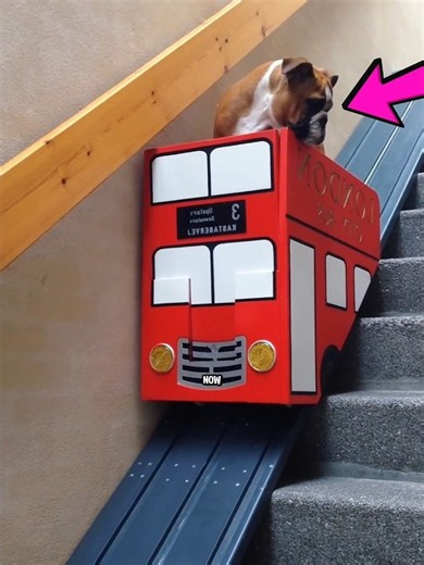 She Built a Tiny Elevator for Her Elderly Dog!