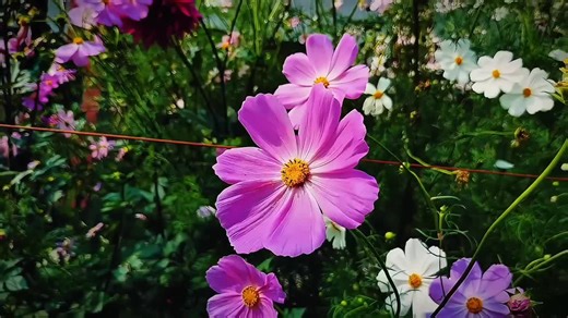 Obito Tribute Song in Stunning 4K HD Video