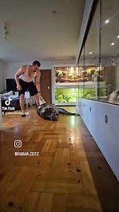 Tigerpython Fütterung #snake #fy #fyp #viralvideo #shorts #schlange #reptiles #exotic #python