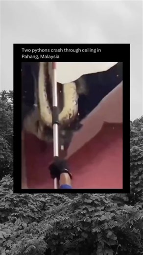 Ophidiophobia (fear of snakes) 🐍 #scary #creepy #fblifestyle | Hauntingfacts