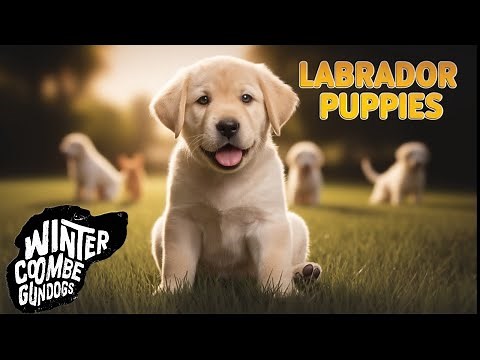 Raising Labrador Puppies at Home: A Complete Guide
