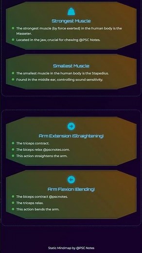 Major Muscle Groups and their Functions