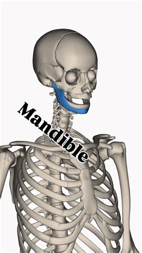 Sophia | DNP, FNP-BC on Instagram: "Anatomy 101 part 2 🦴 #anatomy #biology #tutorial #study #student"