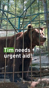 Meet Tim 🐻, a 20-year-old bear confined to a cramped and barren enclosure at Private Zoo Rozman 🇸🇮. His living space measures approximately 50m² with no access to a pool or adequate enrichment. In 2022, he was found with open, purulent wounds covering his body, a grim testament to his suffering. Tim's health is in a precarious state. At around 250kg, he is moderately overweight, exacerbating his existing health issues. His teeth are fractured, causing him pain and discomfort while eating. Tim