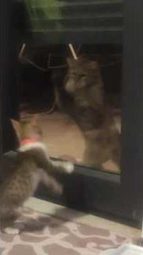 Kanka, bu daha Bebek. داداش این بچه اس 🙀