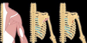 Teres Minor Muscle - Attachments, Actions & Innervation | GetBodySmart