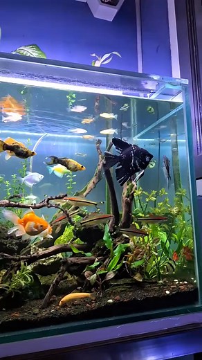 95K views · 1.9K reactions | Ultimate Fish Tank Setup – A Lush Underwater World. #fishtank #aquarium #aquascape #aquariumlife #plantedtank #aquariumdesign #natureaquarium #fishtankgoals #aquariumplants #insiderfish #aquariumsetup #underwatergarden #tankinspo #co2system #aquariumhobby | Maria Hudson | Facebook