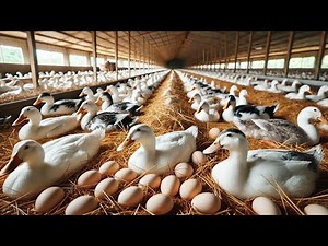 Organic Duck Farming Method - Raising From Ducklings To Eggs - Duck Farm