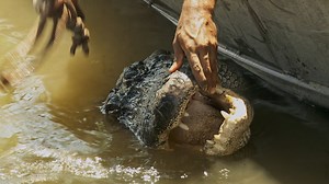 98K views · 5.1K reactions | Joey and Zak pick a fight with a giant alligator that's bullying other gators in the swamp. | Swamp People on History | Facebook