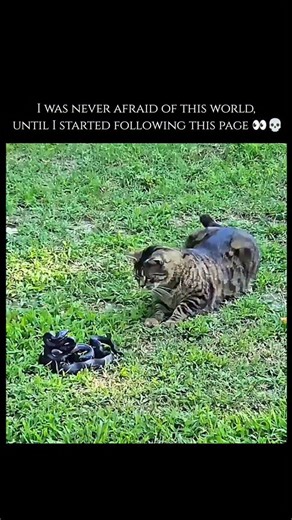 WeirdlyWild on Instagram: "When comparing the reflexes of a cat versus a snake, the domestic cat generally holds a significant physiological advantage in speed. While a snake's strike is one of the fastest movements in the animal kingdom—occurring in as little as 44 to 70 milliseconds—a cat’s reaction time is often even faster, averaging between 20 and 70 milliseconds. This incredibly narrow window means that a cat can often perceive the start of a snake's strike and begin its defensive "swat" o