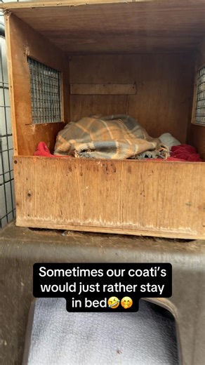 Coatimundi's Breakfast in Bed Moments