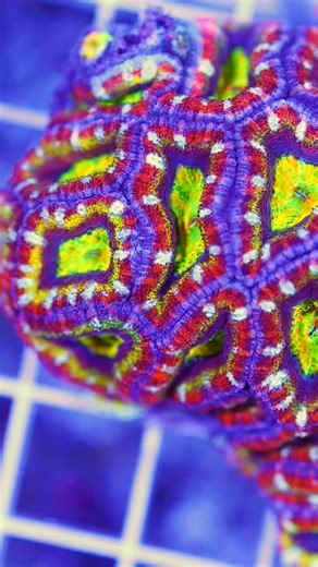 Get ready for some super hot Micro Lords aka Acan Lords dropping on Monday 03/02 7am PST 🔥🔥👉www.route66marine.com #allmymoneygoestocoral #eatsleepreef #nanoreef #coralsofinstagram #allmymoneygoestocorals | Eric Caamano