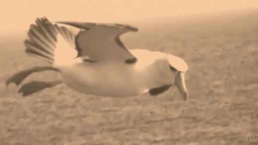 Fleetwood Mac - Albatross