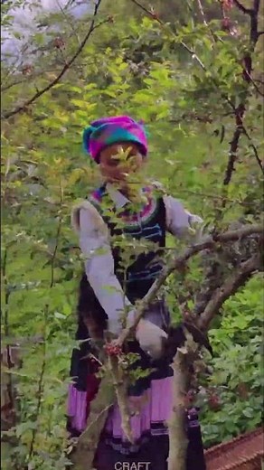 Pruning and Felling Techniques for Zanthoxylum Trees#shorts