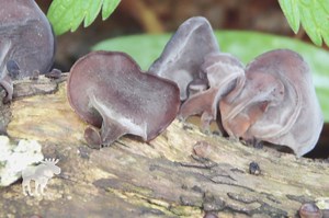 Wood Ear Mushroom: Key Facts — Forest Wildlife