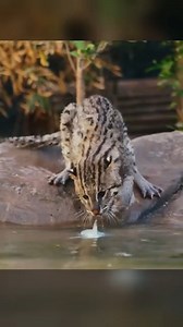 Rare Cat Loves to Fish | Forrest Galante