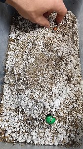 133K views · 2.2K reactions | Breeding Tricolor Hognose: Full Hatching Journey! #reels #animals #snake #reptiles #fblifestyle | The Molinaro Snake Lab | Facebook