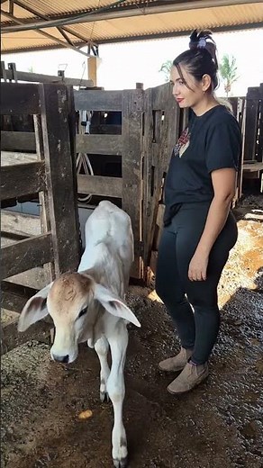 Cute Baby Calf's First Walk Outside 🐄❤️ | Farm Life Shorts #villagelife #cow #rurallife #farming