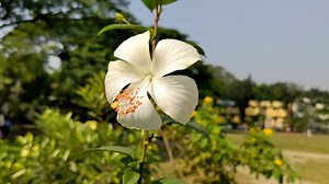 White Beauty  #flowers #beauty #beautiful #white | Touch of Nature | Facebook