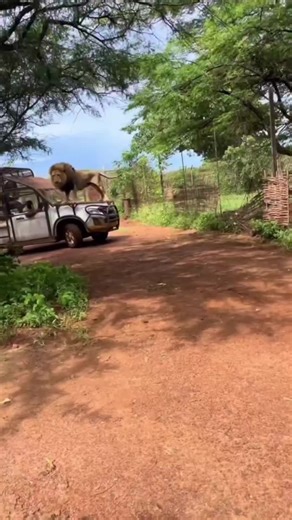 Explore the Lion King: A Journey Through Safari