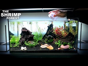 The Shrimp Forest: NEW Shrimp Setup for Neocaridina Aquascape Tutorial