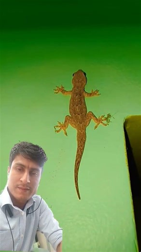 Cute Lizard | tiktiki shorts | #tiktiki #gecko #lizard #shorts