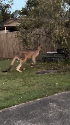 🎥 Kangaroo Hopping Down the Street: Only in Australia!