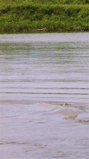 27K views · 138 reactions | Pond MONSTER! #fishing | Coastal WorldWide | Facebook