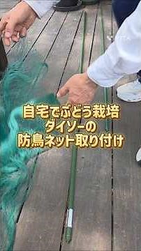 自宅でぶどう栽培/ダイソーの防鳥ネット取付 #ぶどう栽培 #防鳥ネットの取付方