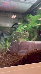 How much for a veiled chameleon? | PetSmart