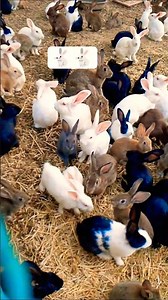 cute and smile 🐇 🐇 reaction and rabbit eating the carrot #rabits #youtub#rabbit #bunny #cute
