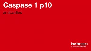 Caspase 1 p10 antibodies from Thermo Fisher Scientific