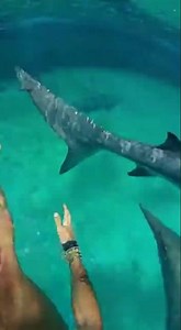 Waterslide into pool full of giant fish #funny #memes