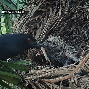 The little bird in the nest ate the frog | Review Bird Nest