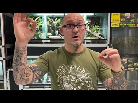 There are only 8 of them in the world! A marvel! The Halmahera python, Simalia tracyae