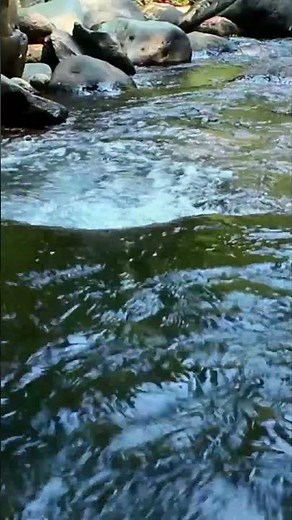 Real River Sounds Authentic Water Flow for Relaxation #sleeptutorial #stressrelief