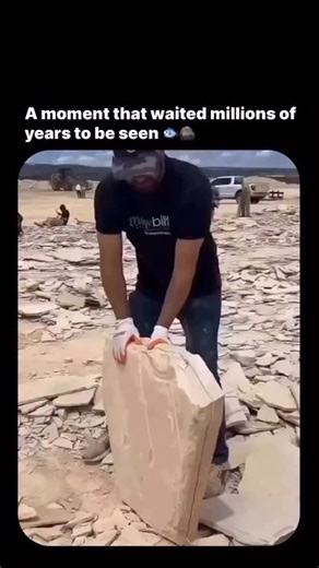 𝐅𝐀𝐂𝐓 𝐅𝐔𝐑𝐘 🔥 on Instagram: "A perfectly preserved fish fossil revealed inside a limestone slab offers a rare window into Earth’s deep past. Millions of years ago, this fish settled onto the floor of a calm lake or sea and was rapidly buried by fine sediment, shielding it from scavengers and decay. Over immense spans of time, minerals slowly replaced its organic tissues in a process called fossilization, turning bone, fins, and structure into stone while preserving astonishing detail. Whe
