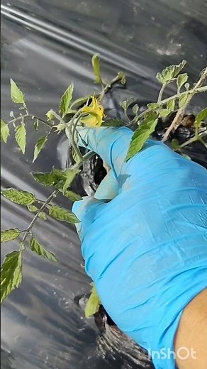 コメリに売ってるミニトマト苗一押しシュガープラムは甘い品種を植え付け一本釣り吊り下げ栽培 #家庭菜園 #farming #現代農業 #garden #gardening #庭作業
