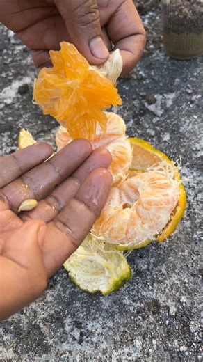 🍊 Grow Orange Tree From Seed #dailyvlog @farmya