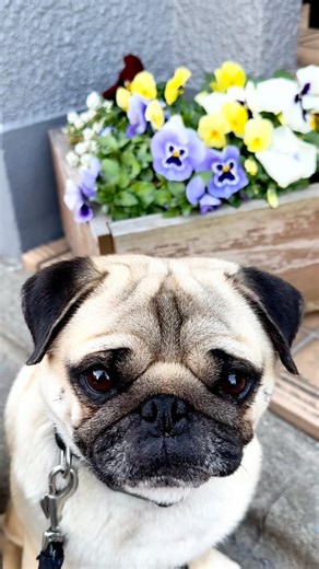 [PUG] 似ている奴がいる🏵️ (There are flowers that resemble pugs) #パグ #pug #퍼그 #哈巴狗 #mops