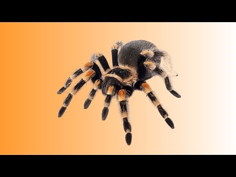 Caring for the Mexican Red Knee Tarantula