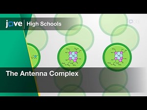 The Antenna Complex | Cell Bio | Video Textbooks - Preview