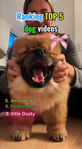 Ranking Cutest Dog Videos That Are Impossible Not To Love #viralshorts #cute #animals