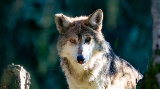 New pack of endangered Mexican gray wolves debuts at Seattle's Woodland Park Zoo