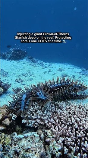 Another giant COTS removed from harming the reef.