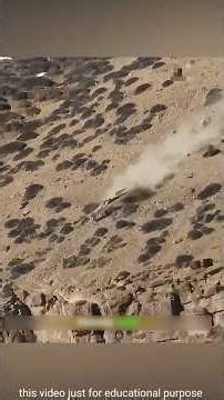 A mountain goat jumped off the cliff out of fear of the leopard Mountain Goat Vs Leopard #shorts