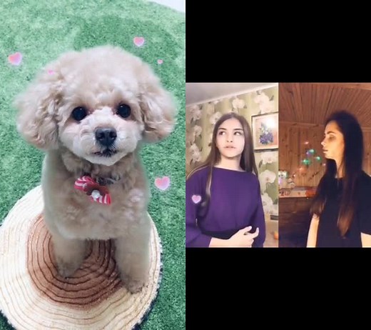 熱唱❤@𝕊𝕥𝕒𝕣 𝕀𝕟 𝕊𝕜𝕪 と#duet #愛犬 #ペットの不思議 #口パク #lipsync #tiktokオーディション2019 #タレント大賞 #うちの子デビュー